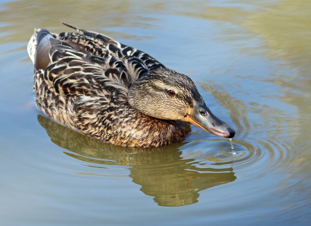 duck mallard female free photo