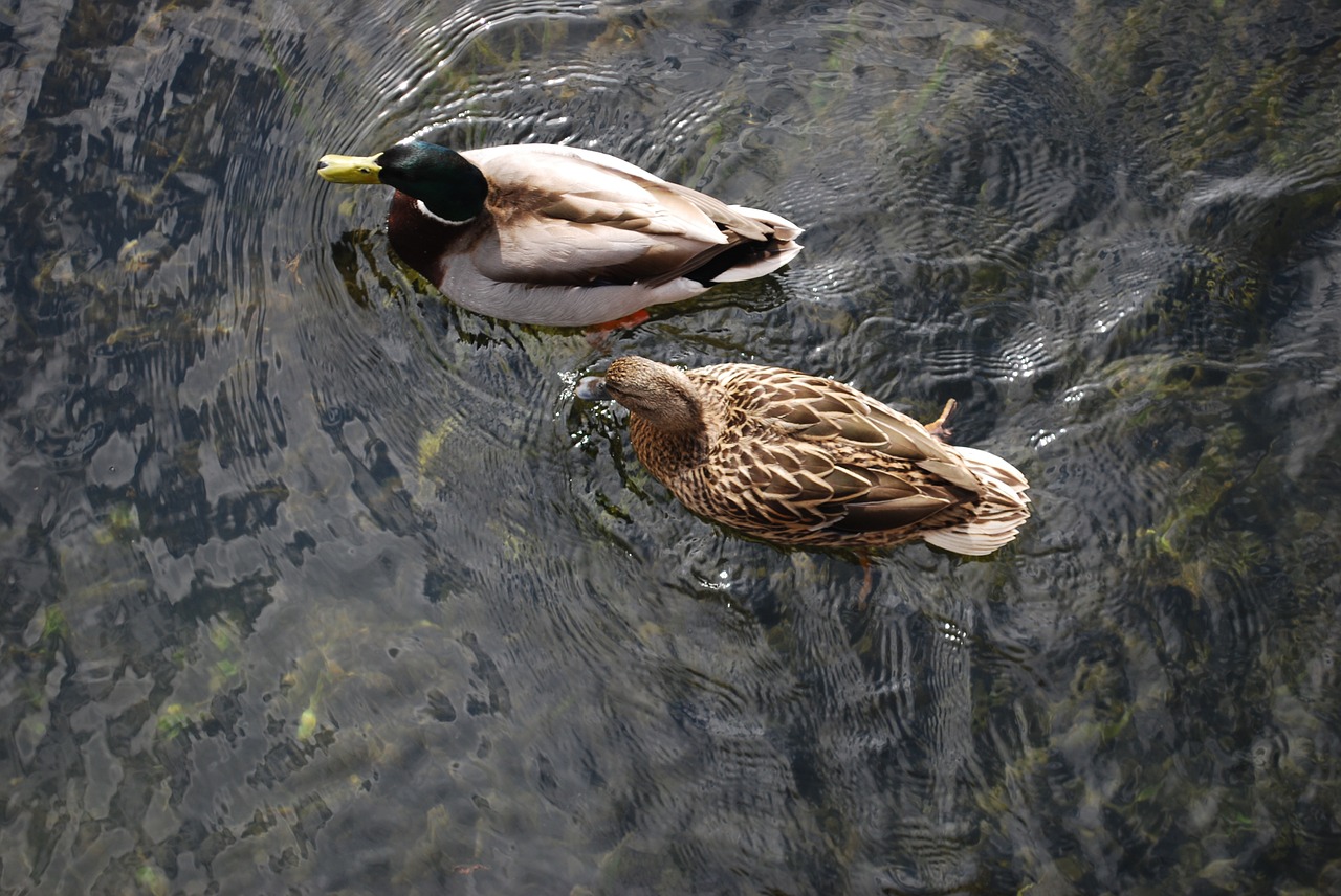 duck drake mallard free photo