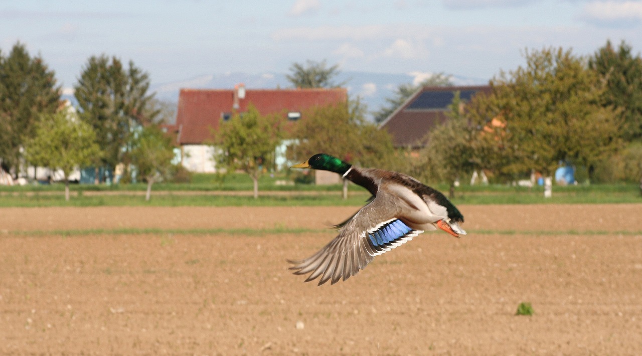 duck flight wild free photo