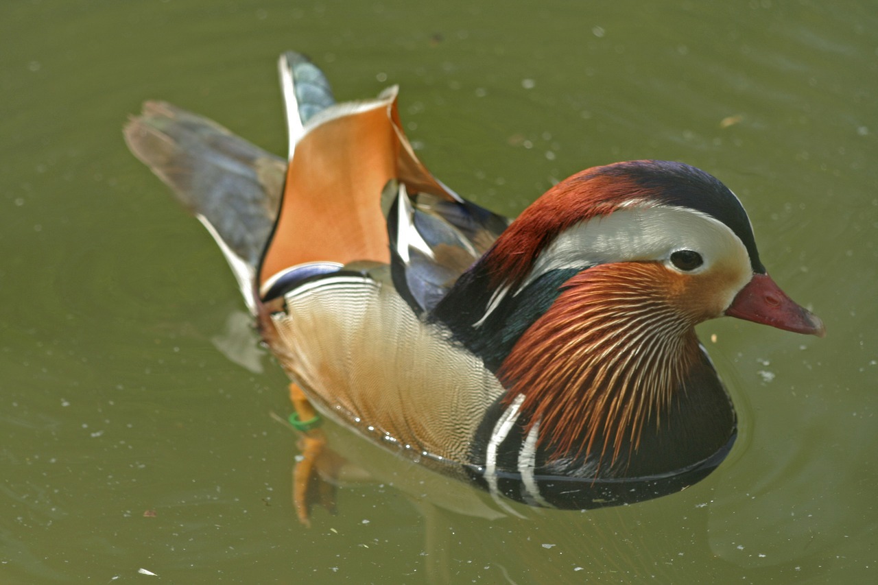 duck mandarinkacsa lake free photo