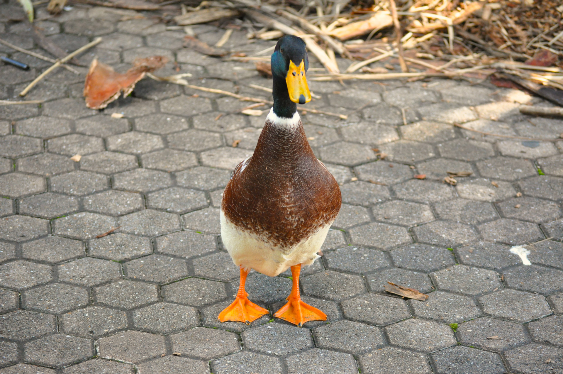 mallard duck bird free photo