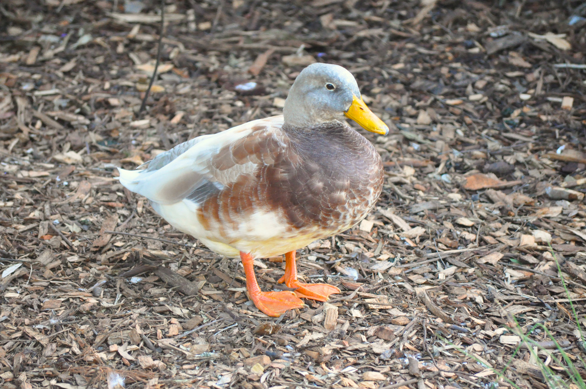 duck waterbird quack free photo