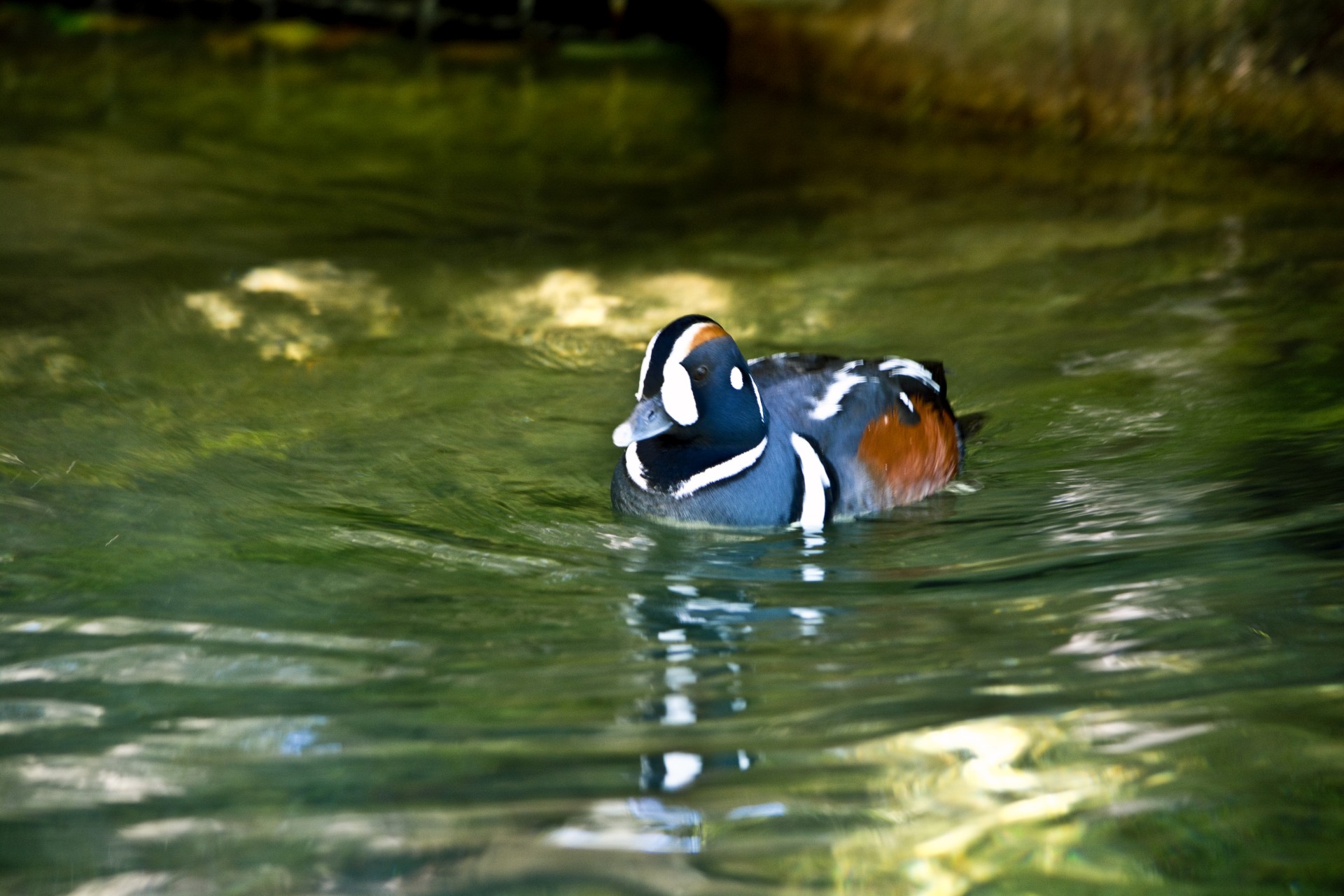 duck animal nature free photo