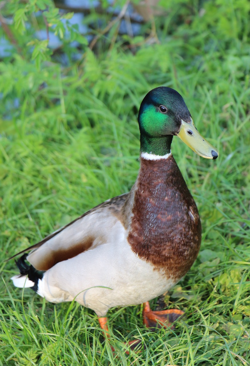 duck mallard animal free photo