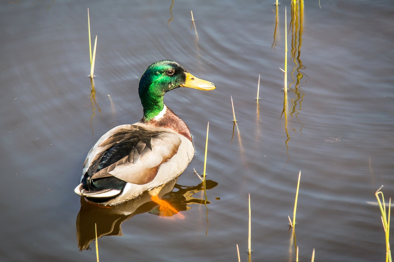 duck mallard swim free photo