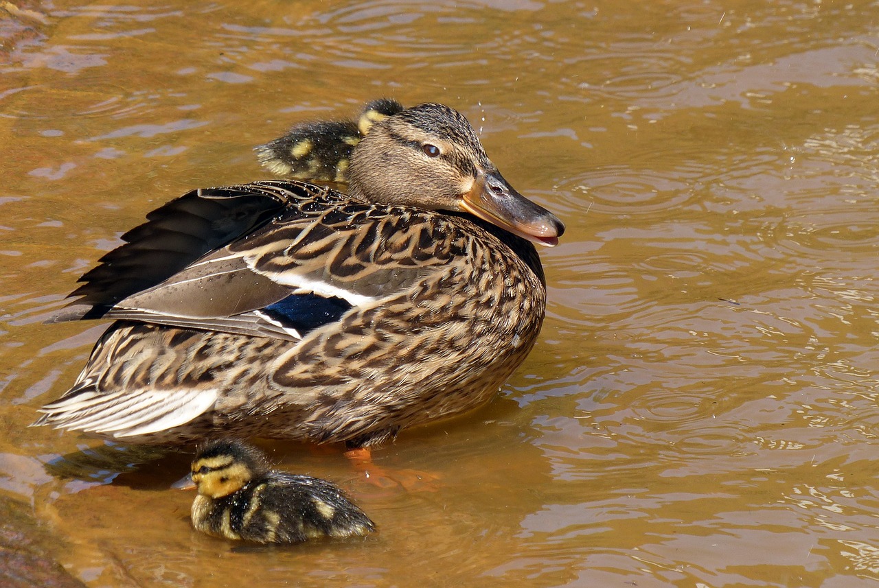 duck chicken water bird free photo