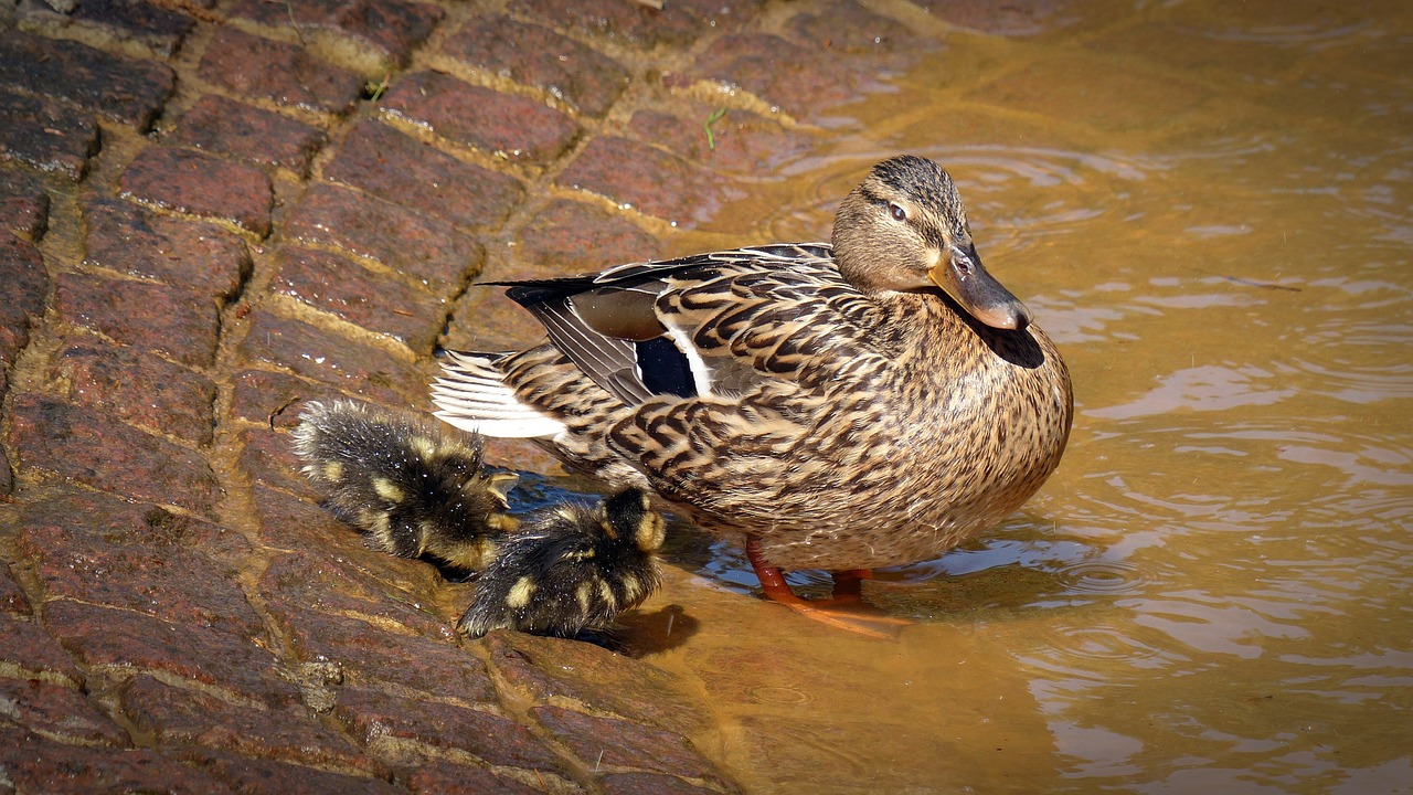 duck chicken water bird free photo