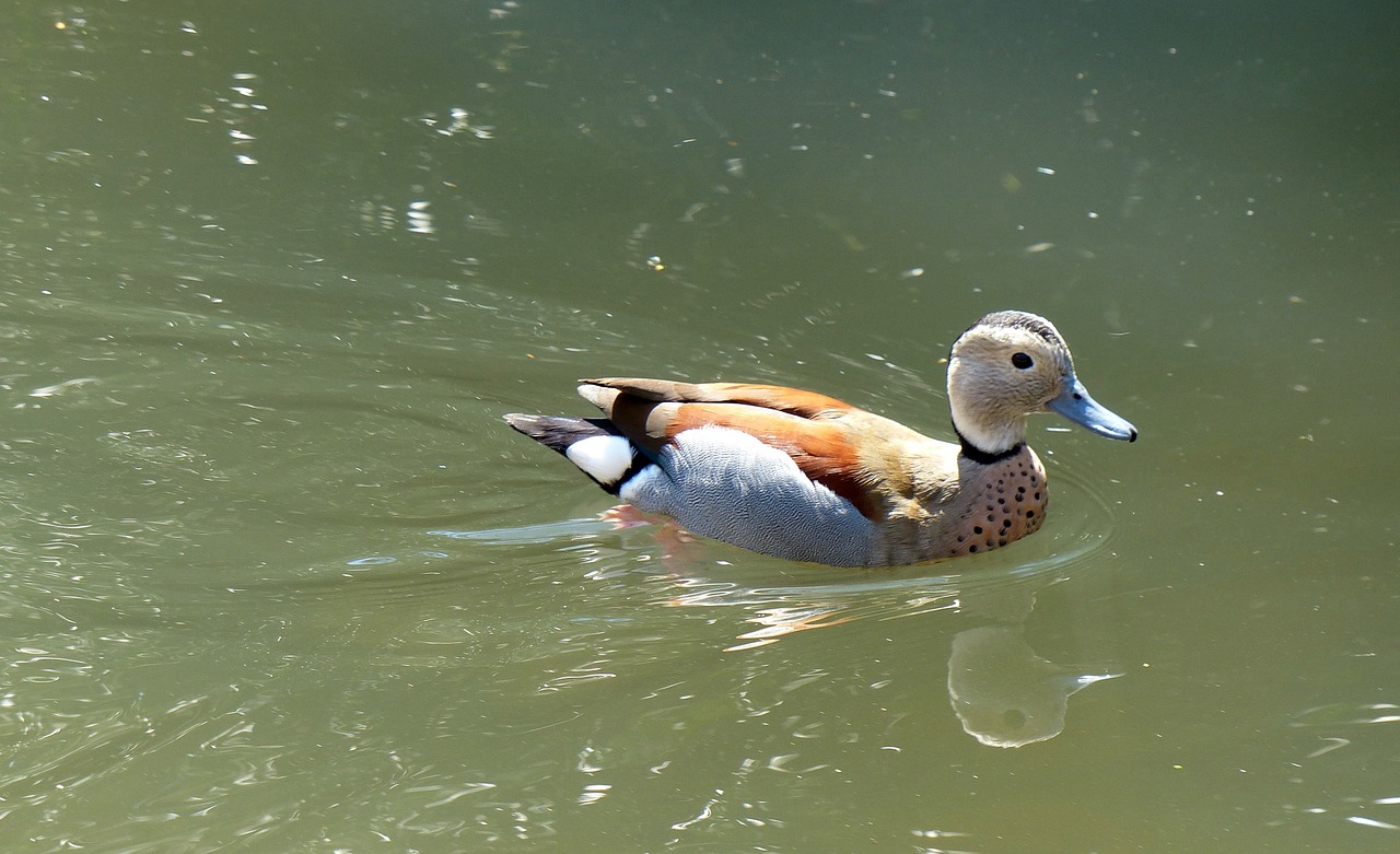 duck water bird duck bird free photo