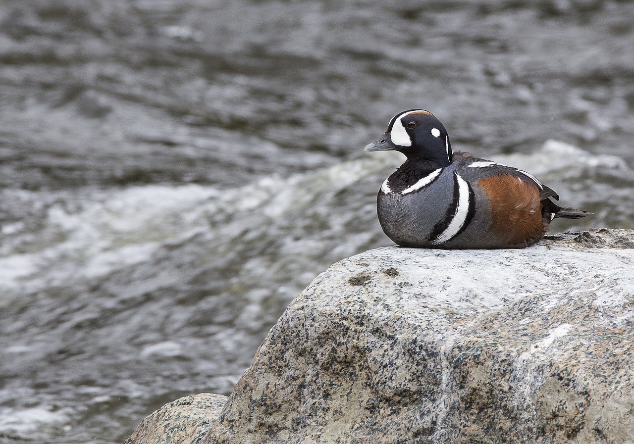 duck harlequin bird free photo