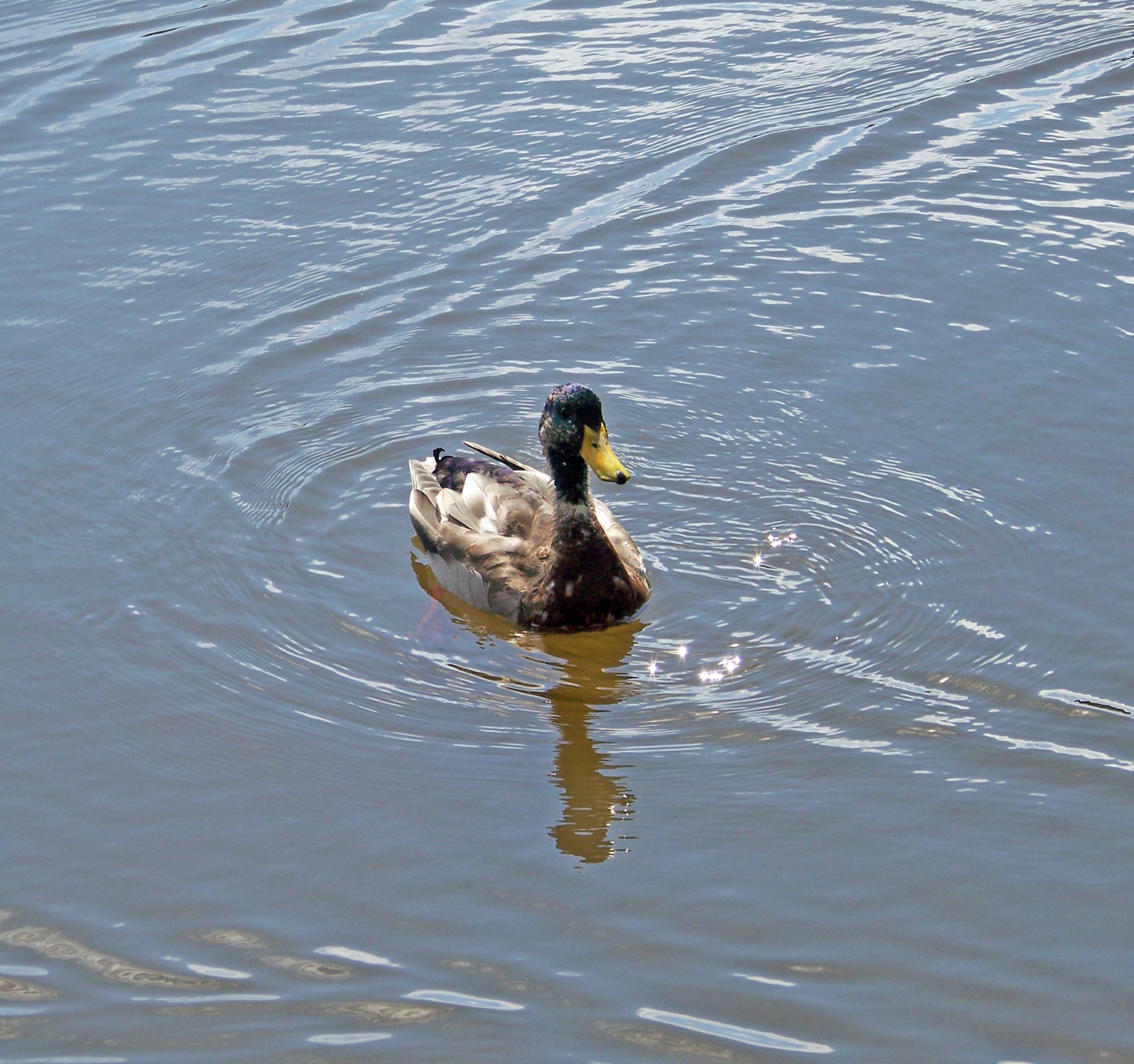 duck pond mallard free photo