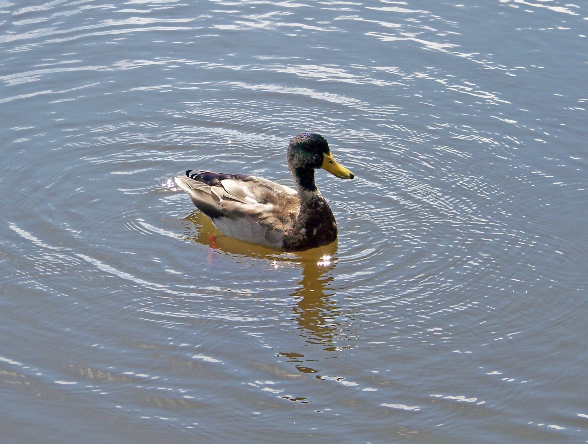 duck pond mallard free photo