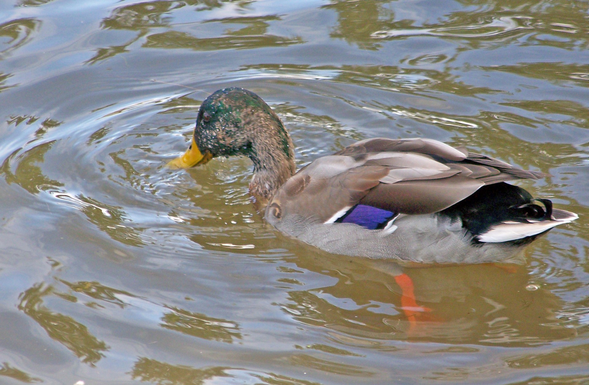 duck pond mallard free photo