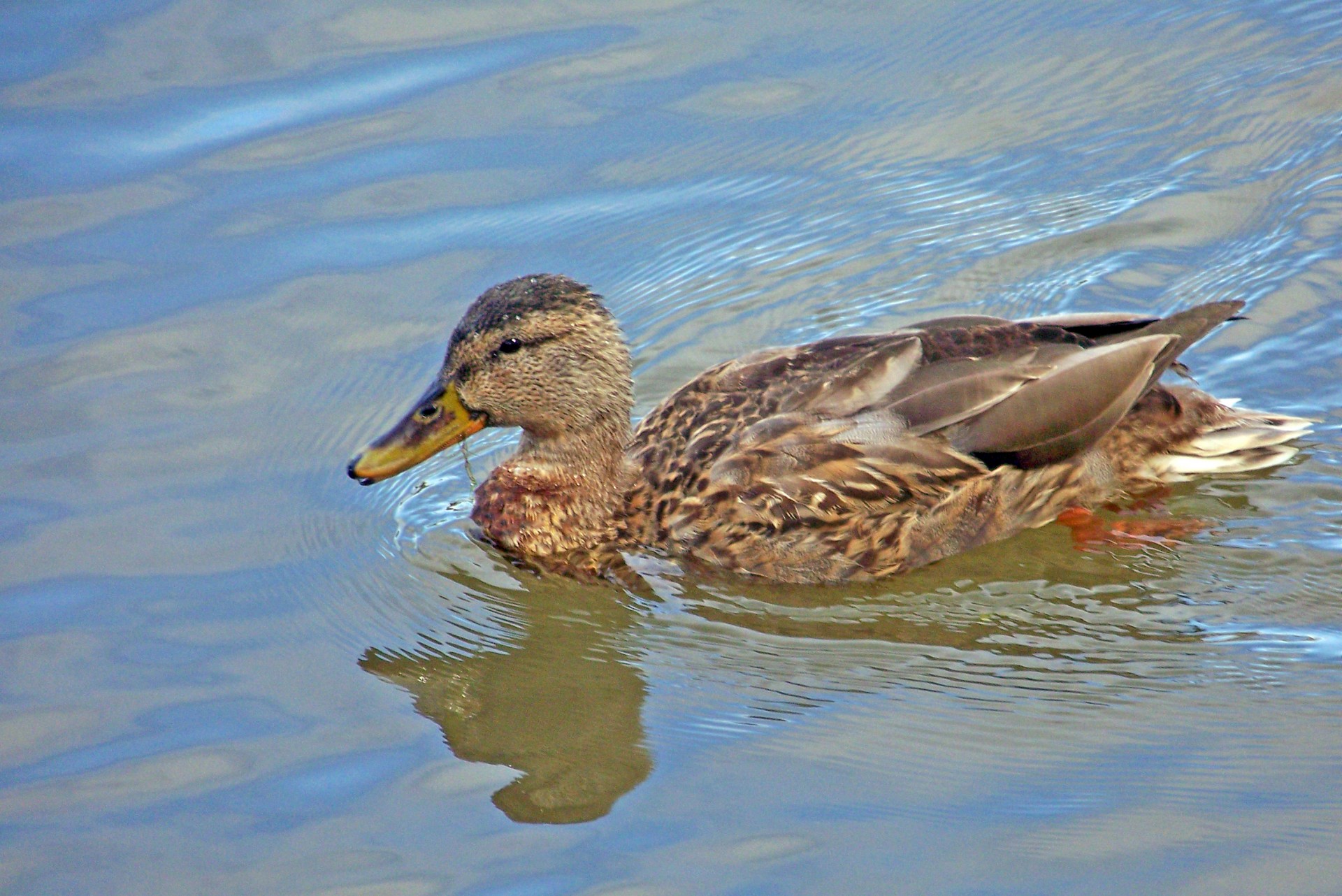 duck pond mallard free photo