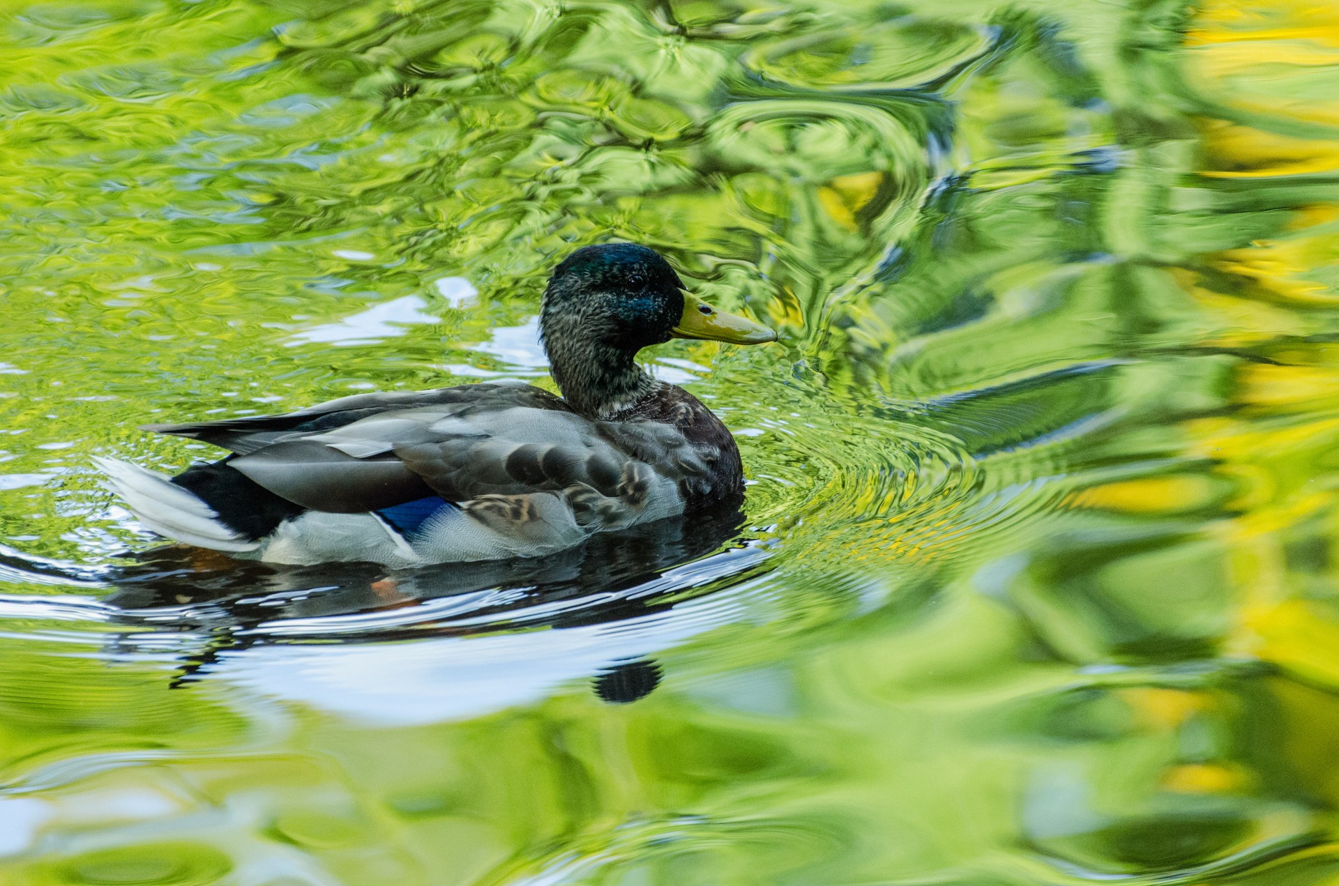 duck water reflection free photo