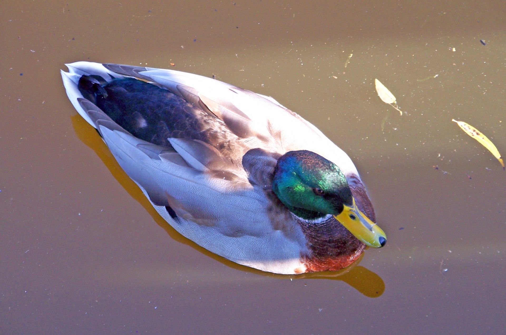 mallard duck ducks free photo
