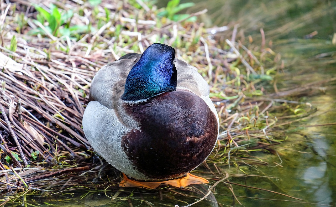 duck animal sleeping duck free photo