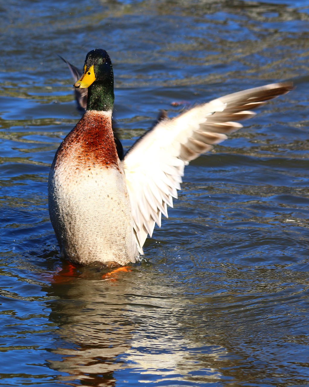 duck mallard bird free photo