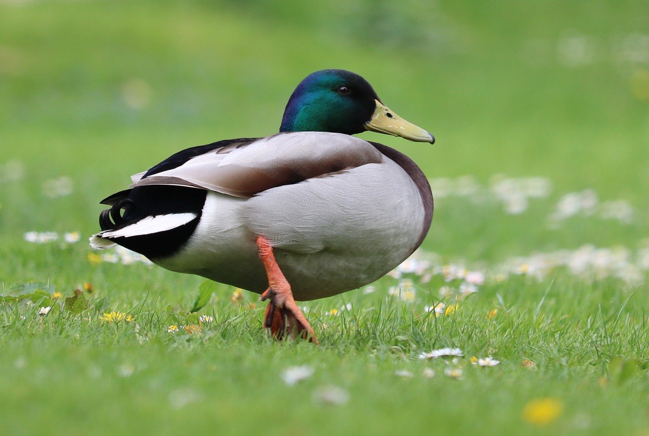 duck mallard grass free photo