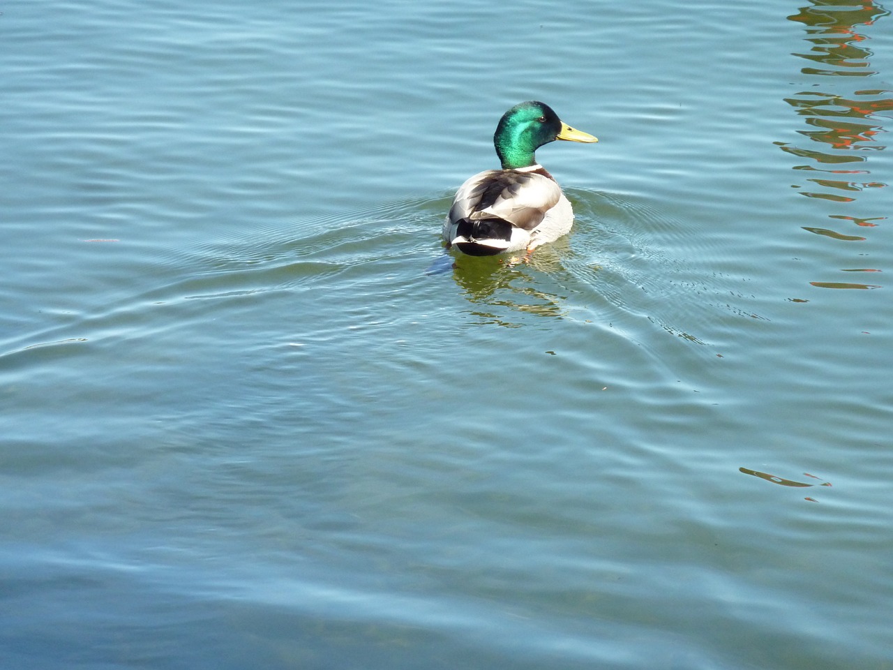 duck mallard water bird free photo