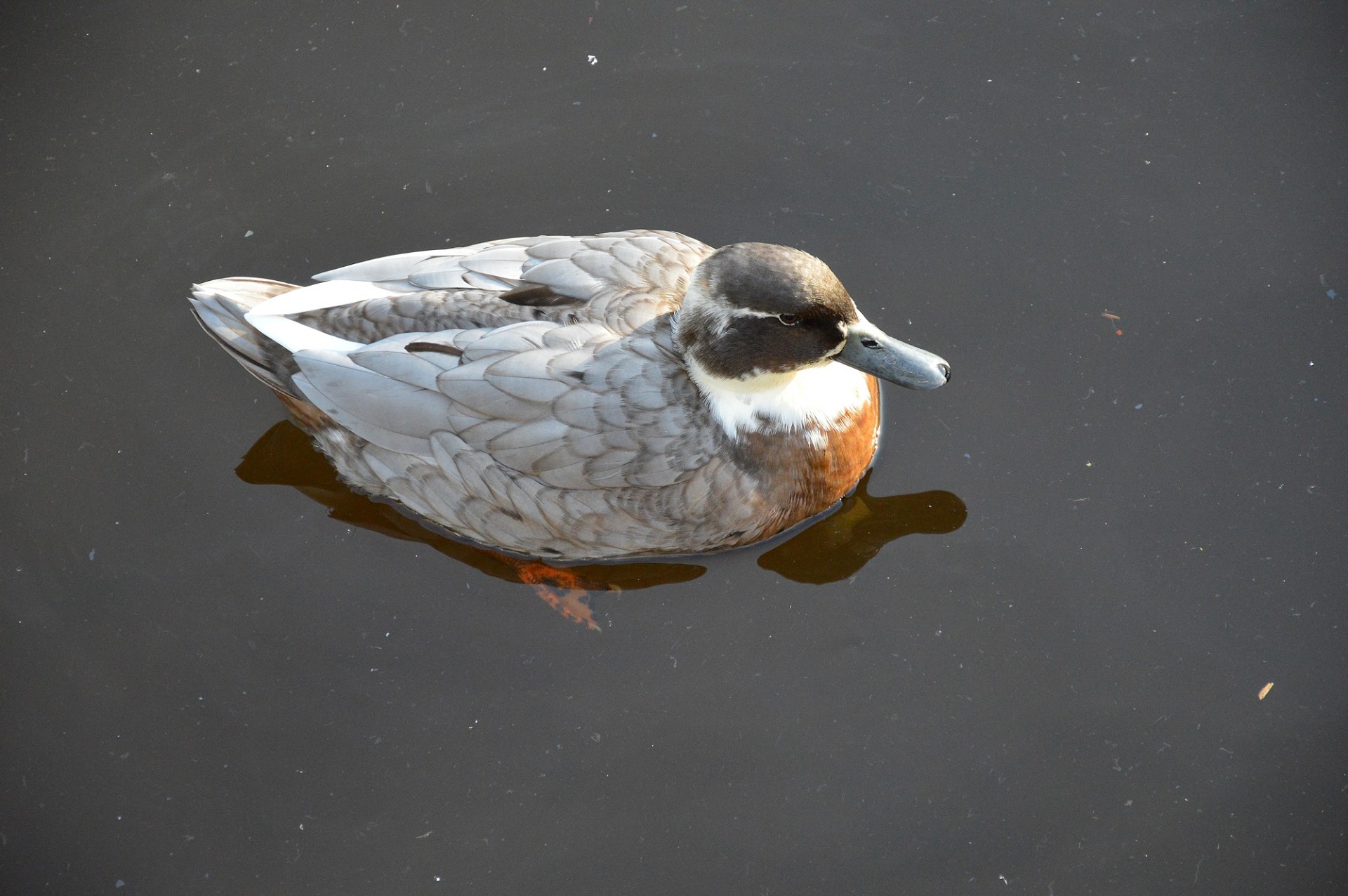 duck animal water free photo