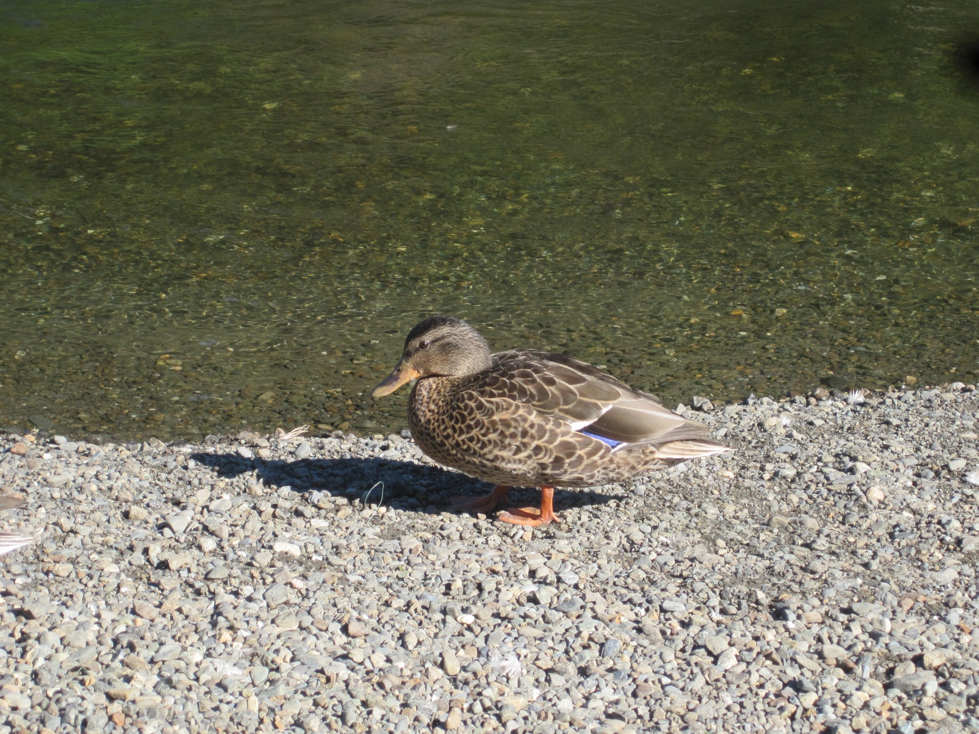 duck bird waterfowl free photo