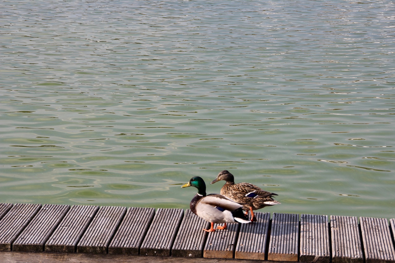 duck pair mallards free photo