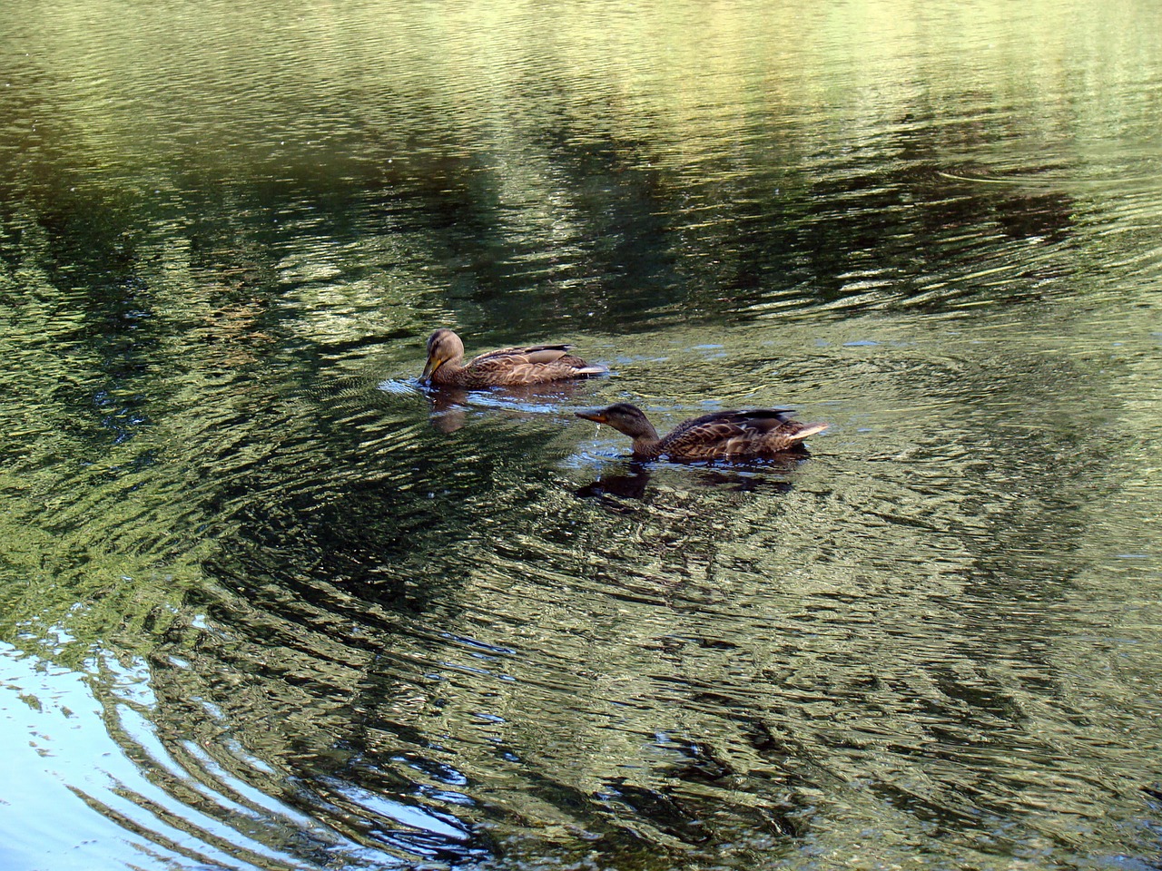 duck wild ducks pond free photo