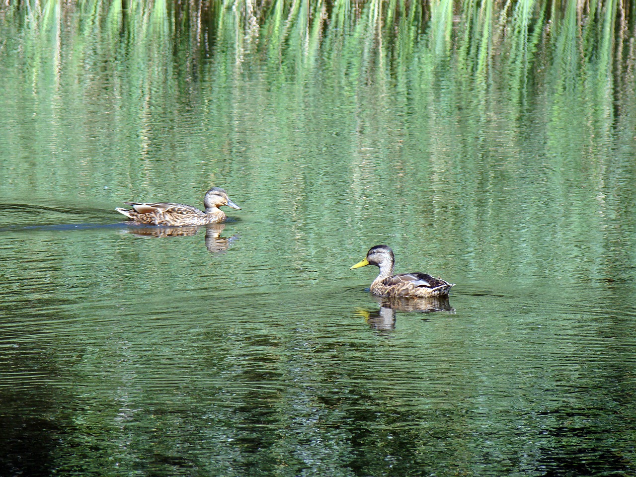 duck wild ducks pond free photo
