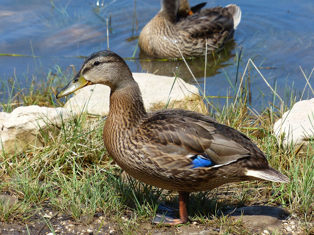 duck lake nature free photo