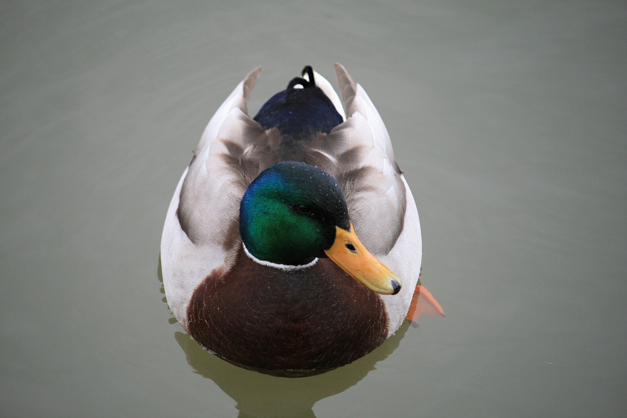 duck water bird duck bird free photo