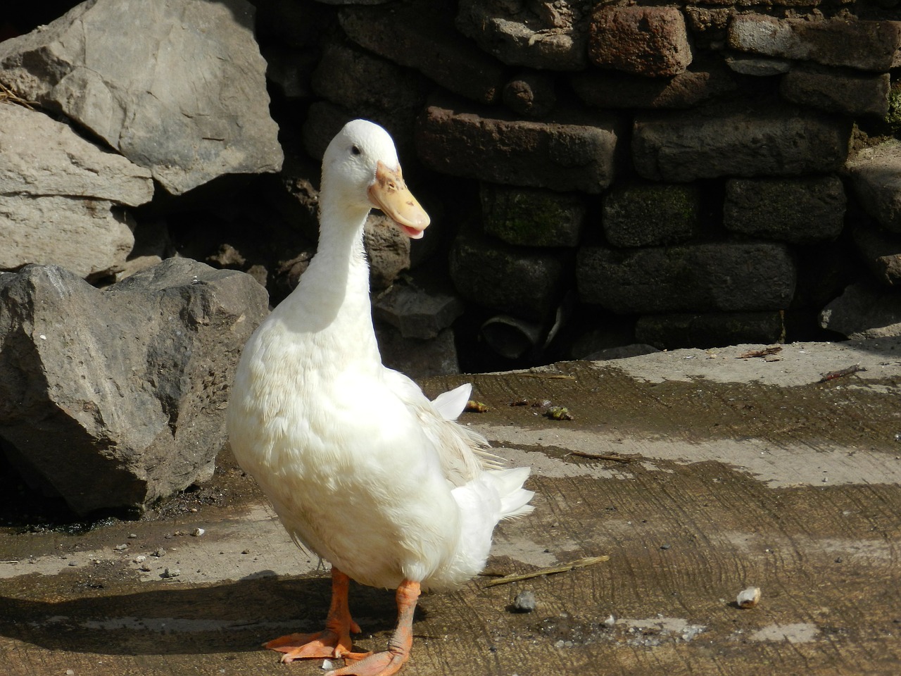 duck domestic poultry free photo