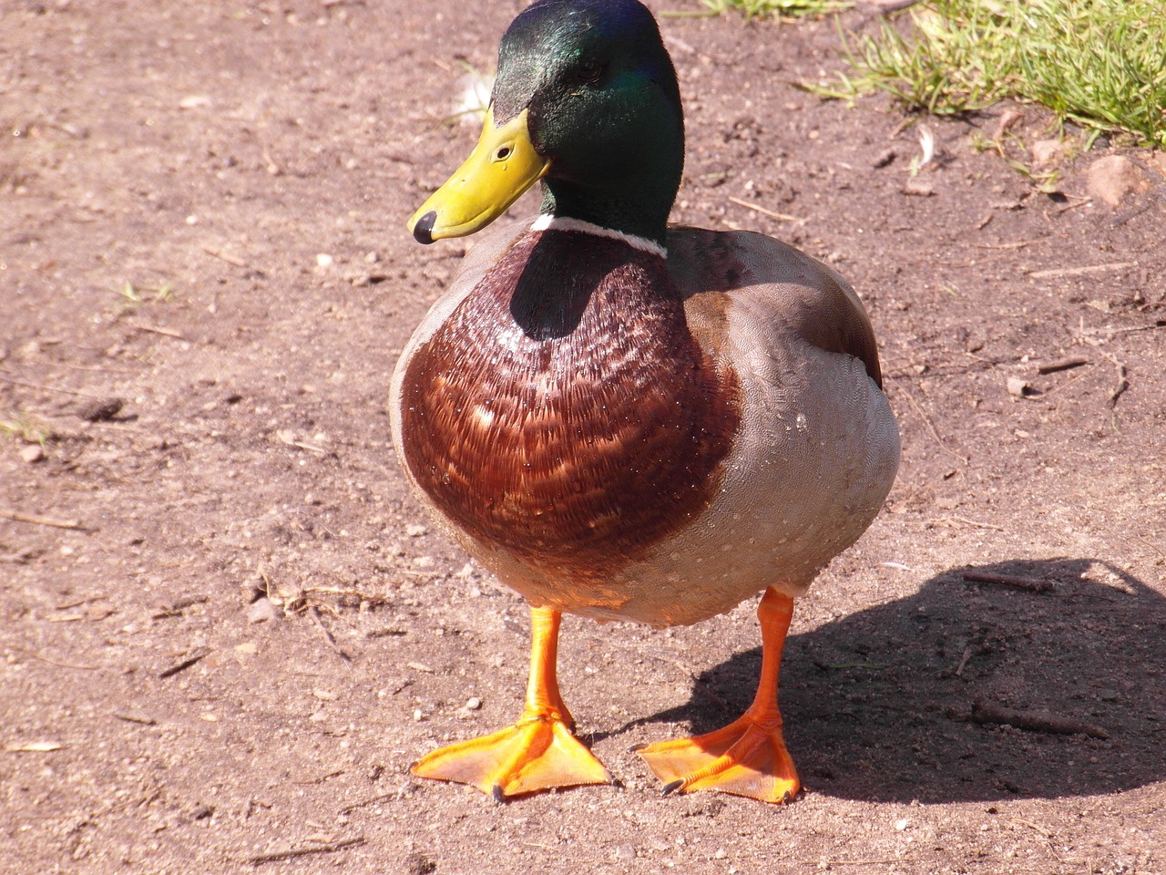 duck colorful close free photo