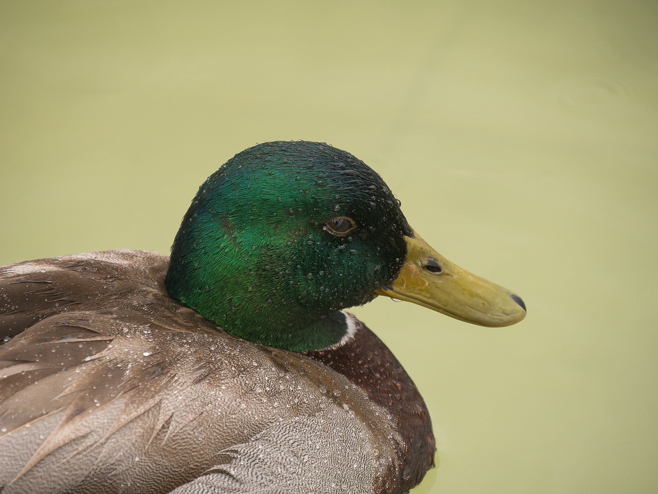 duck rain water free photo