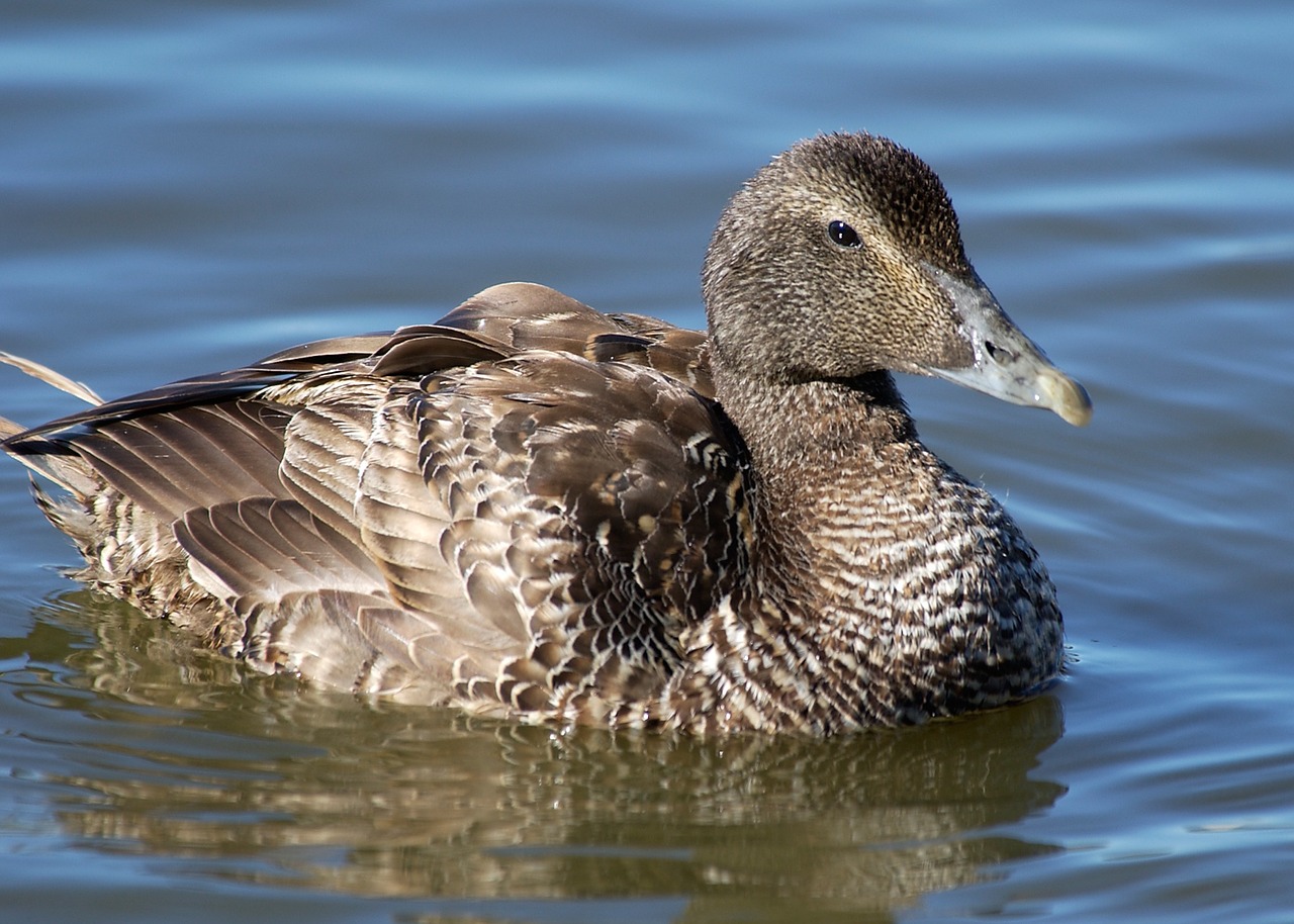 duck bird free pictures free photo