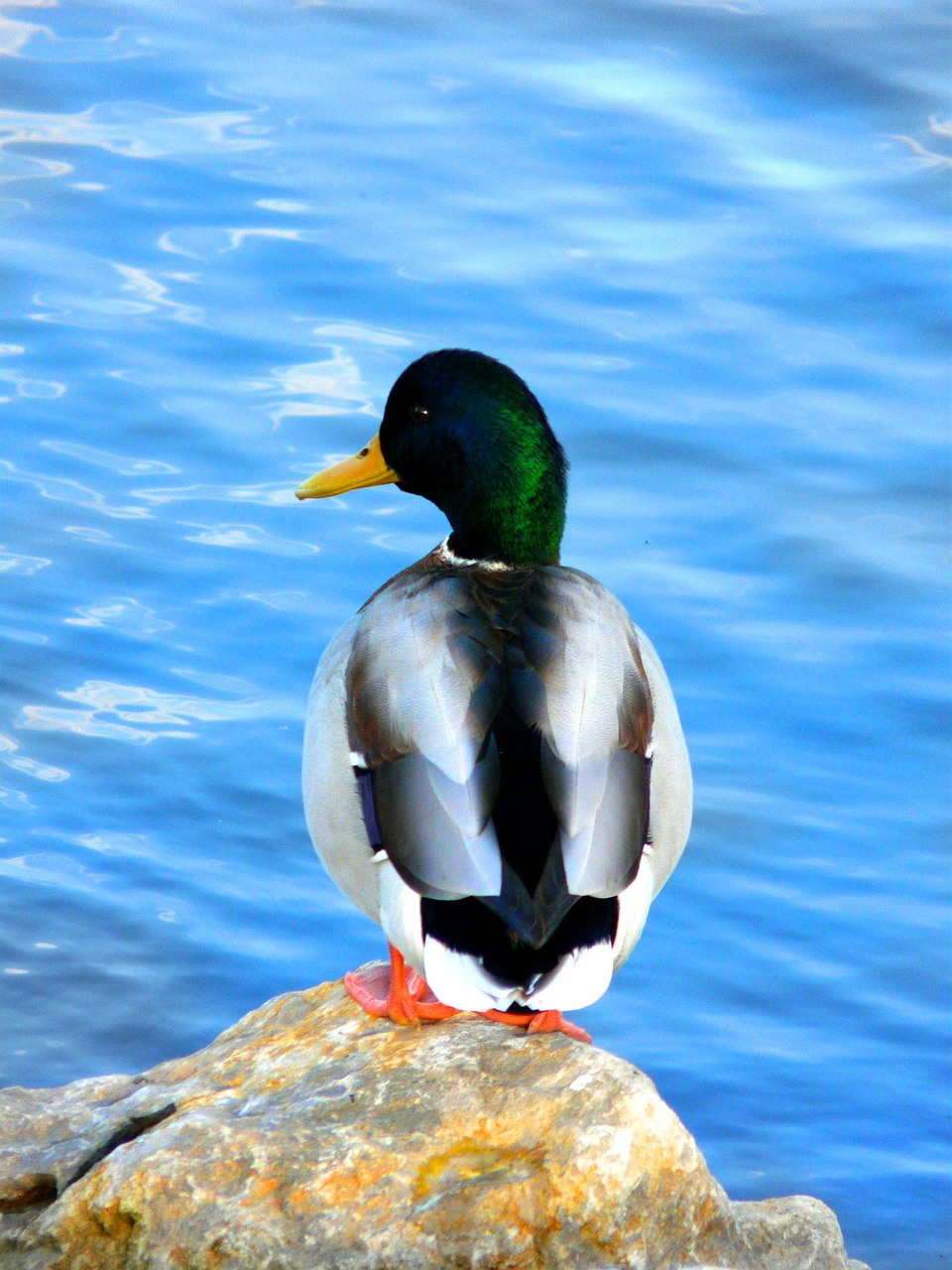 duck water bird water free photo