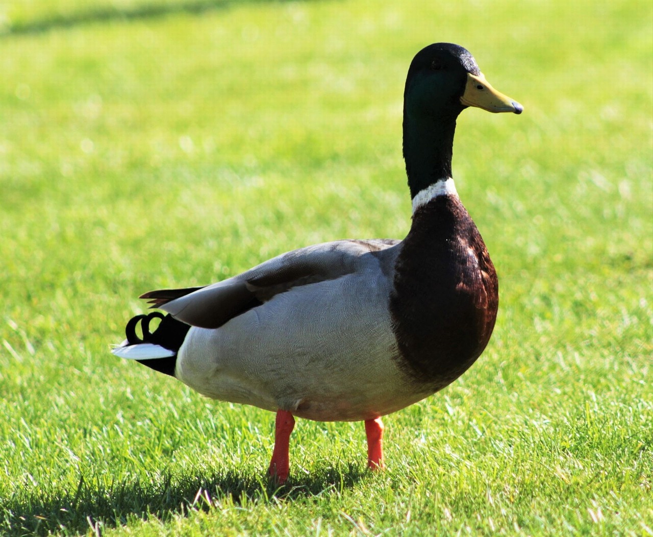 duck mallard summer free photo