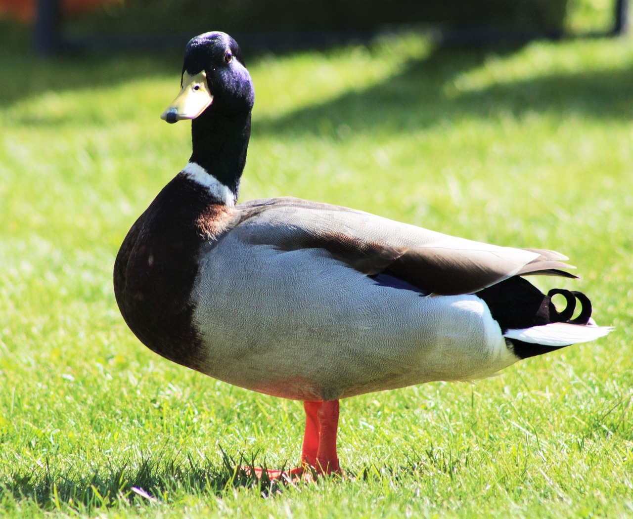 duck mallard bill free photo