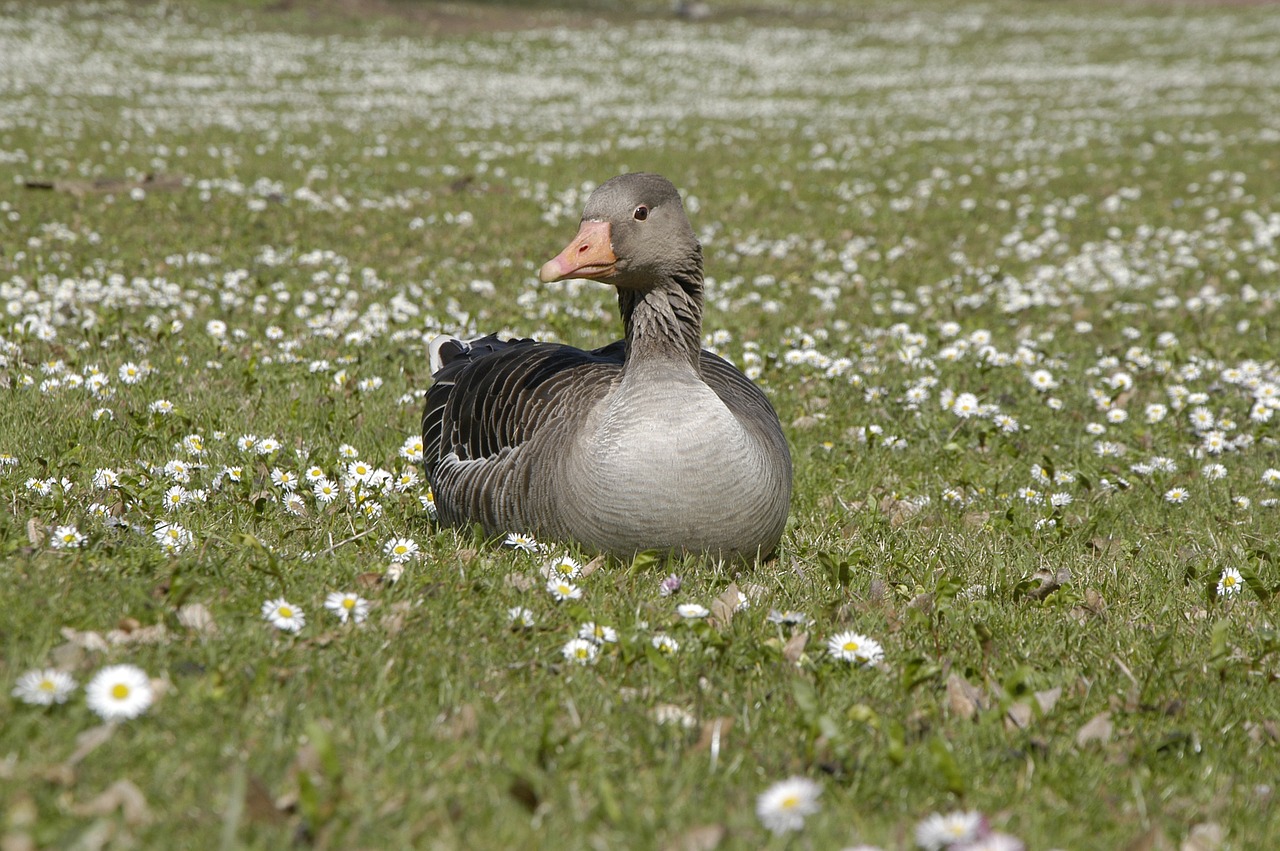 duck spring park free photo