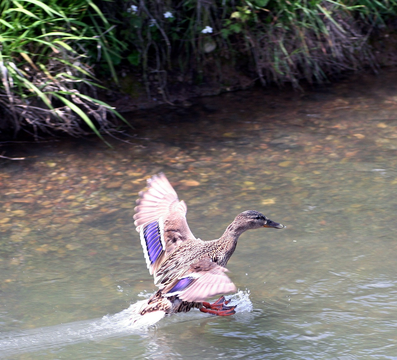 duck wild river free photo