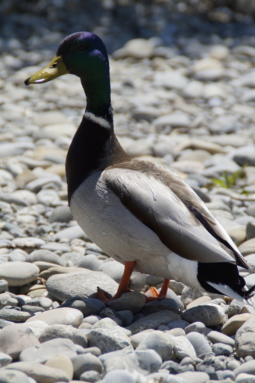 duck mallard bird free photo