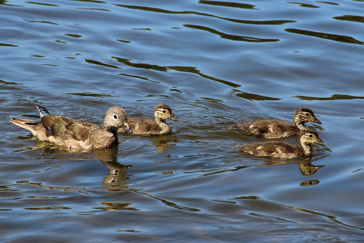 duck chicken lake free photo