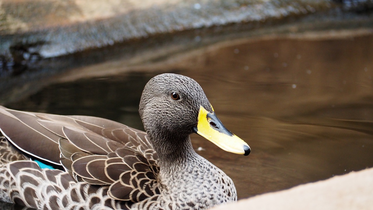 duck african duck bird free photo