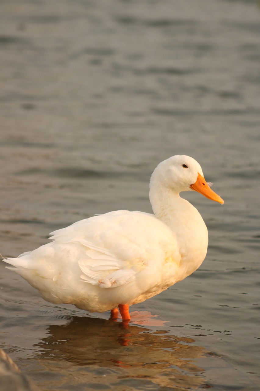 duck bird river free photo