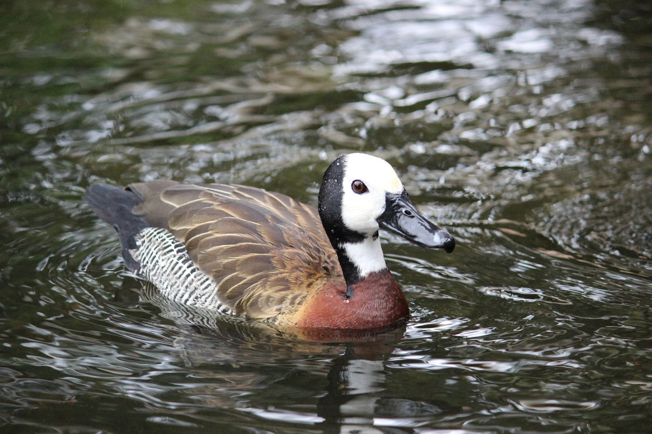 duck bird wildlife free photo