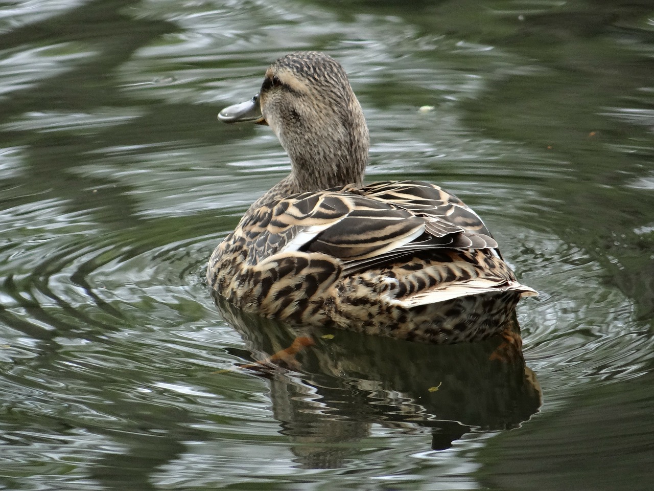 duck water water bird free photo