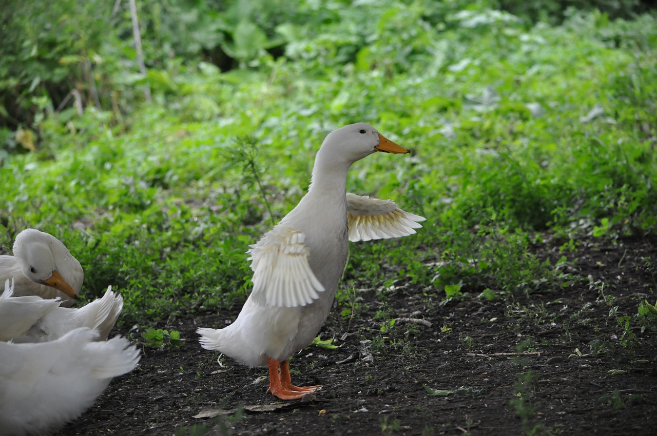 duck village nature free photo