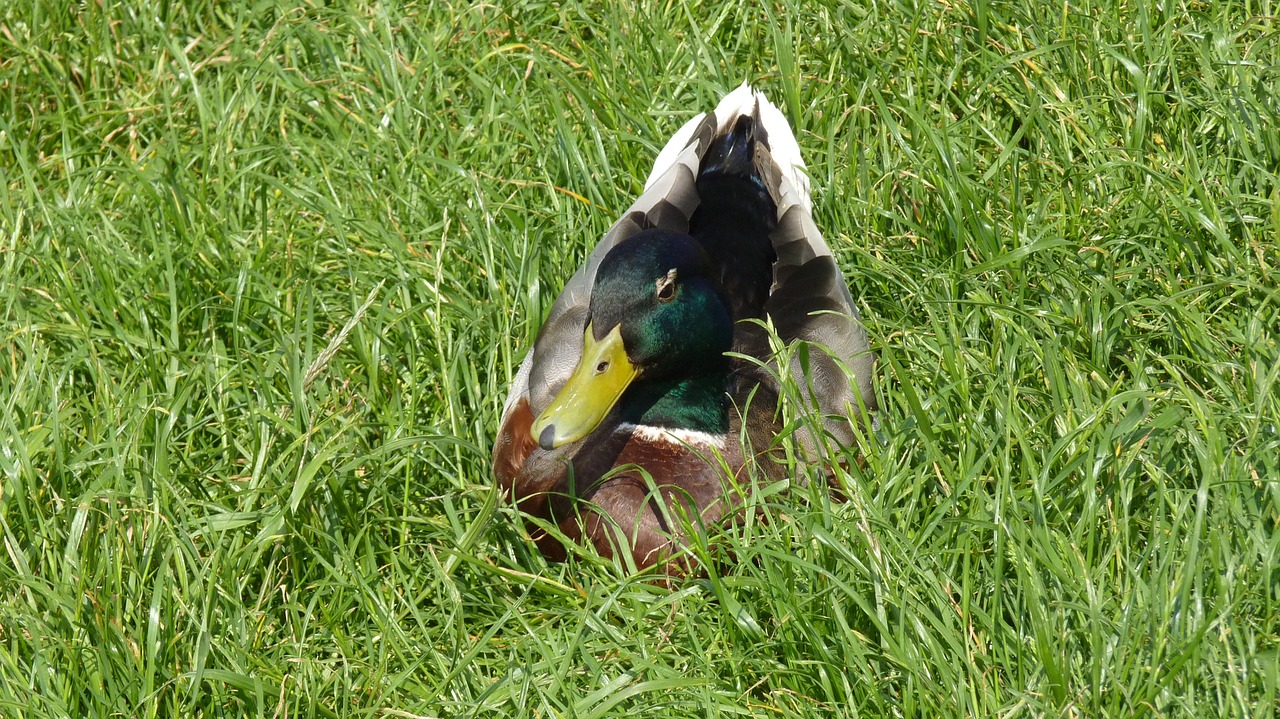 duck mallard bird free photo