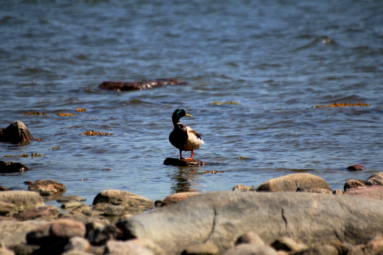 duck bird water free photo