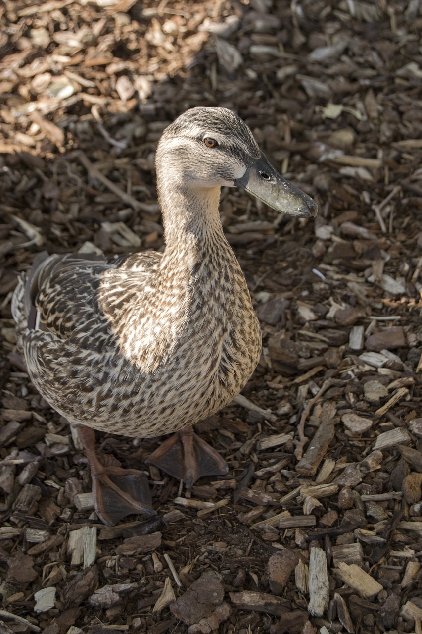 duck bird female free photo