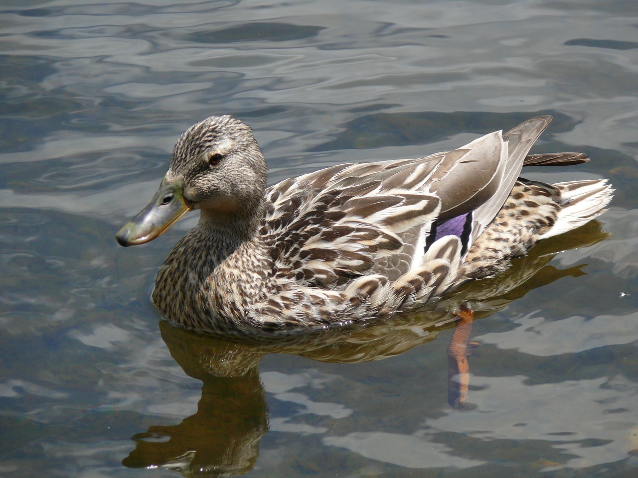 duck animal bird free photo